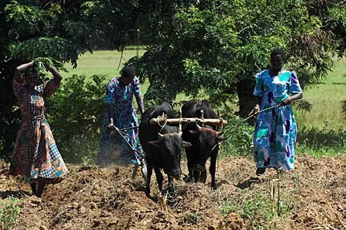 Farm Images